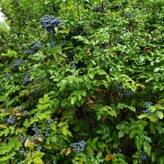 Berberis aquifolium