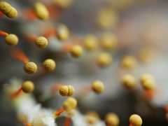 Physarum psittacinum