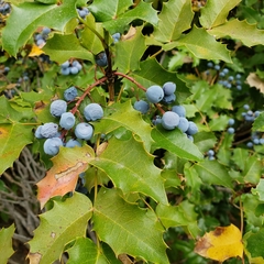 Berberis aquifolium
