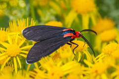 Ctenucha rubroscapus