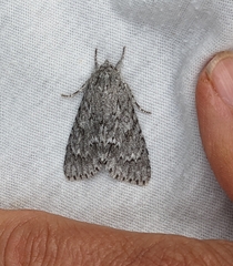 Acronicta americana