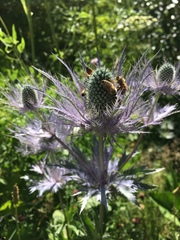 Eryngium alpinum