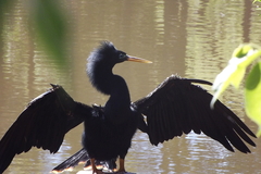 Anhinga anhinga