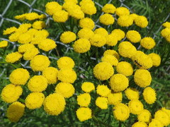 Tanacetum vulgare