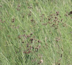 Juncus megacephalus