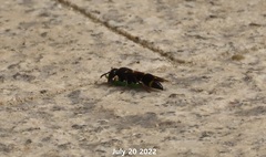 Orancistrocerus drewseni