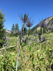 Eryngium alpinum
