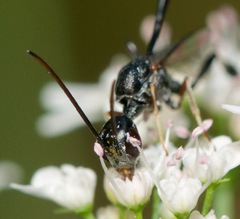 Gasteruption floridanum