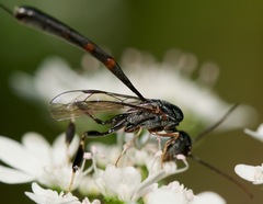 Gasteruption floridanum