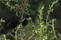 Chrysomus ruficapillus