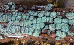Hypomyces xyloboli