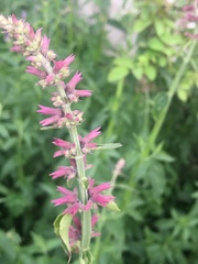 Agastache mexicana