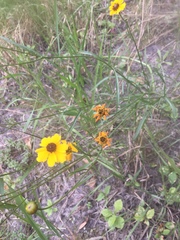 Coreopsis tinctoria atkinsoniana