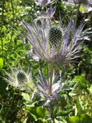 Eryngium alpinum
