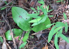 Liparis liliifolia