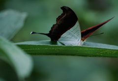 Marpesia zerynthia