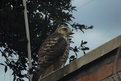Rupornis magnirostris