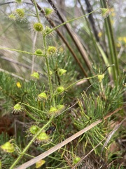 Drosera indumenta