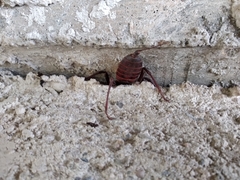 Mastigoproctus tohono