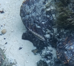 Percina nigrofasciata