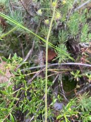Drosera indumenta