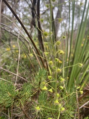 Drosera indumenta