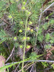 Drosera indumenta