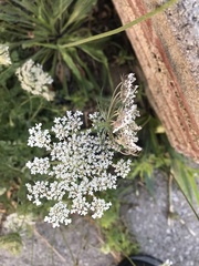 Daucus carota