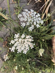 Daucus carota
