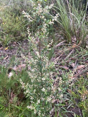 Trymalium ledifolium