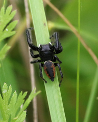 Phidippus clarus