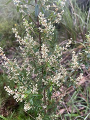 Trymalium ledifolium