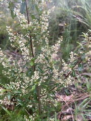 Trymalium ledifolium