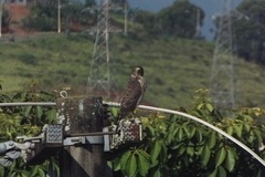 Rupornis magnirostris