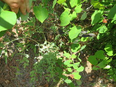Baptisia australis aberrans