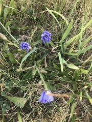 Cichorium intybus