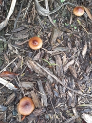 Pholiota multicingulata