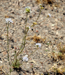 Gilia capitata capitata