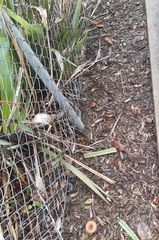 Pholiota multicingulata