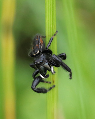 Phidippus clarus