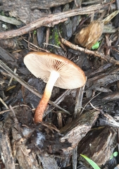 Pholiota multicingulata