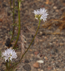 Gilia capitata capitata