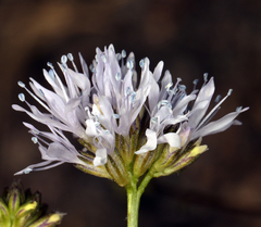 Gilia capitata capitata