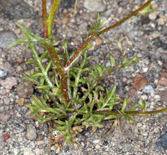 Gilia capitata capitata