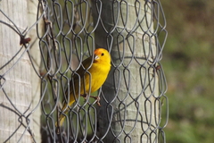 Sicalis flaveola