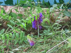 Vicia amoena