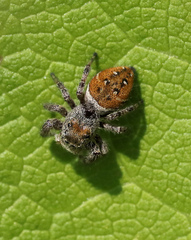 Phidippus clarus