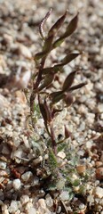 Draba streptocarpa