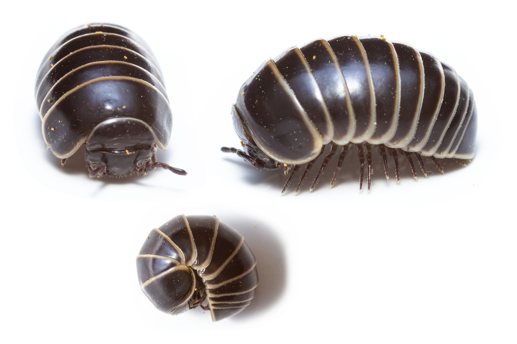 Northern Pill Millipedes