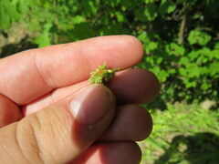 Cyperus pseudovegetus